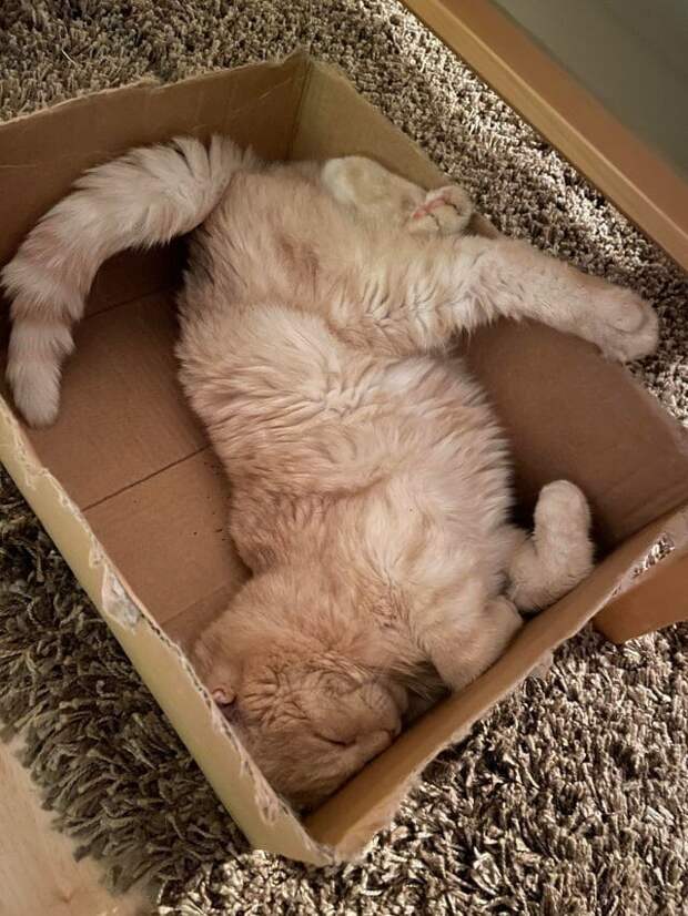15 котиков, которые обожают коробки 15 котиков, которые обожают коробки