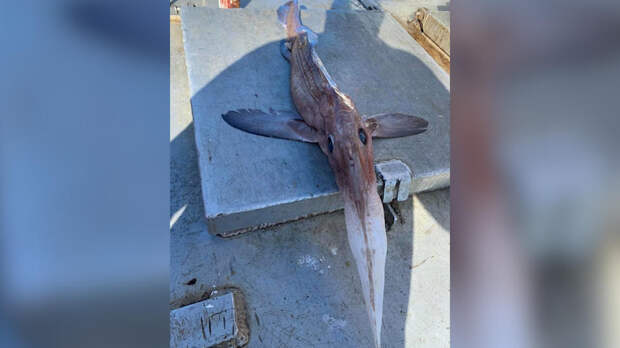 Рыбаки поймали необычную рыбу у берегов Канады