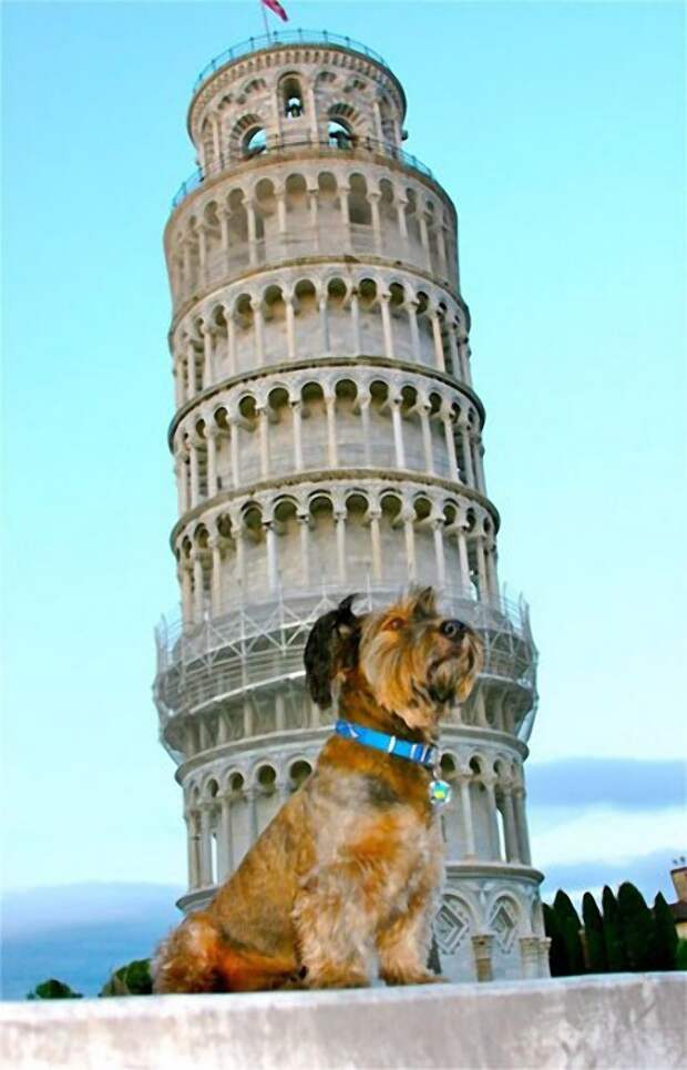 Оскар возле Пизанской башни в Италии. 