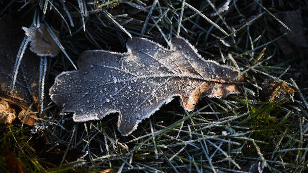МЧС предупредило о заморозках до -5℃ ночью и утром 4 мая в Московской области