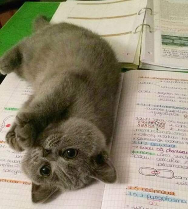 Назойливые коты (43 фото)