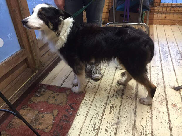 missing-dog-treks-50-miles-find-owners-casey-6