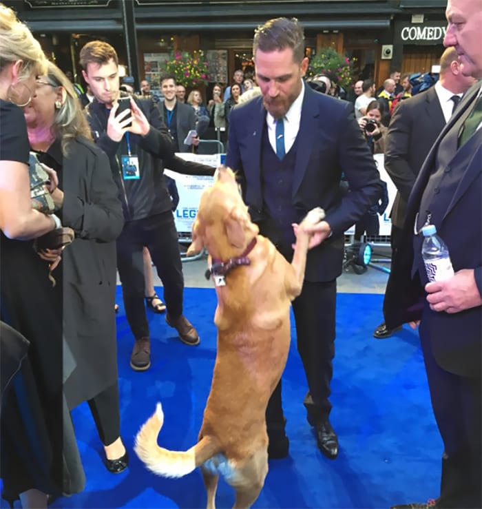 https://sobakibalabaki.com/wp-content/uploads/2017/09/love-for-dogs-tom-hardy-24-59bf83f2d930f__700.jpg