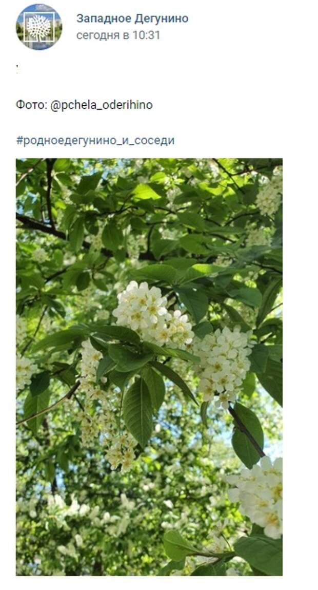 Фото дня: распустившаяся черемуха в Западном Дегунине
