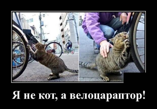 Демотиватор про кота