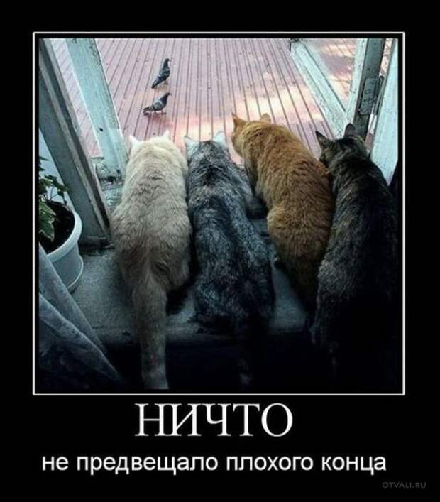 Позитивные демотиваторы про животных (20 фото)