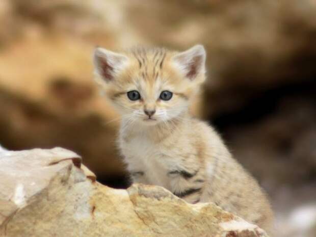 Барханная кошка (Felis margarita)