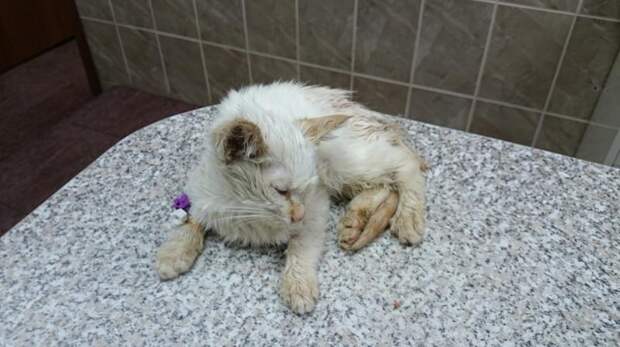Спасение котенка и что из этого вышло