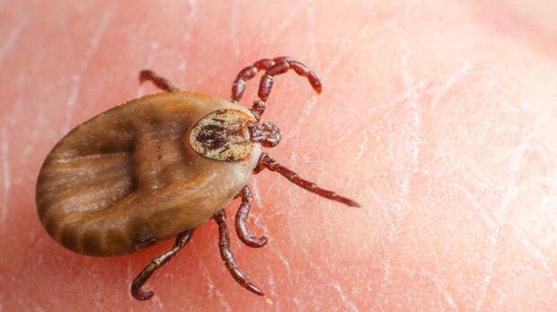 Невролог Демьяновская рассказала о действиях после укуса клеща