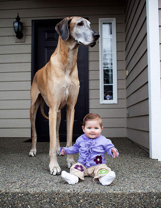 dogs-and-babies-17