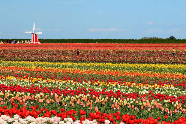 tulips28 Самые яркие тюльпаны со всего света