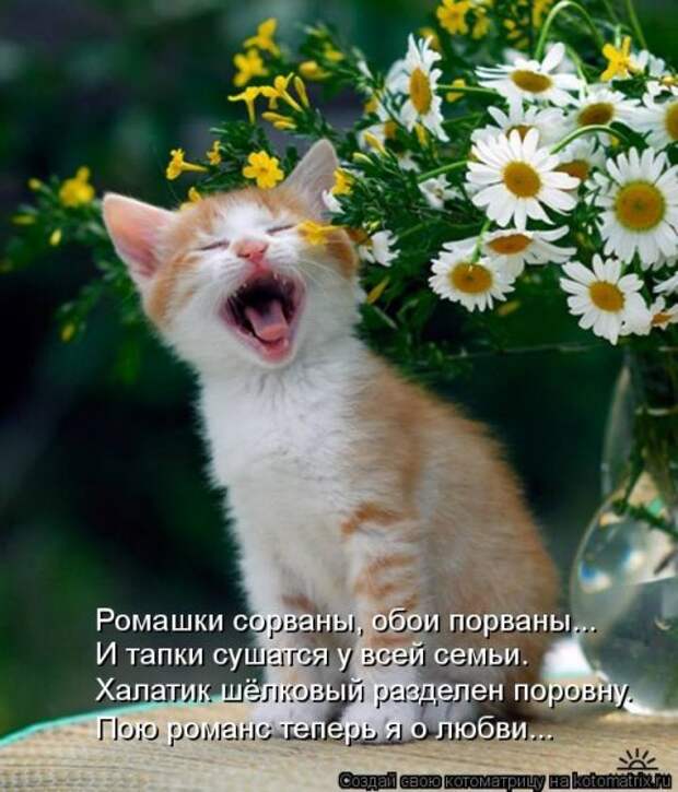 Новые смешные котоматрицы (36 шт)