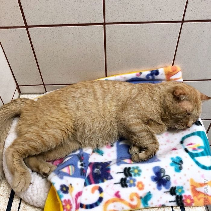 Спасение мистера Брюса Уиллиса - самого грустного кота