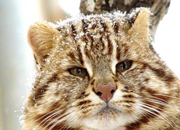 Амурский лесной кот