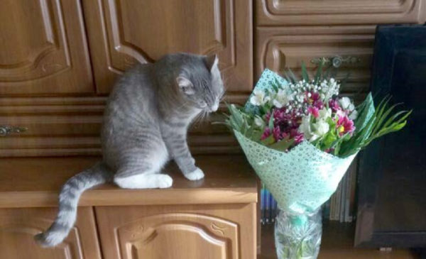 Когда у&nbsp;кота праздник?