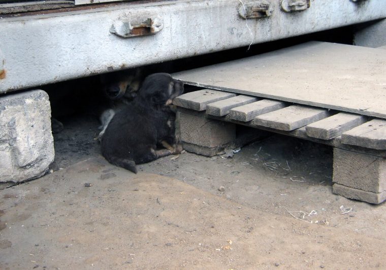 Звания Собачьей Мамы с большой буквы, достойна эта обычная дворняга
