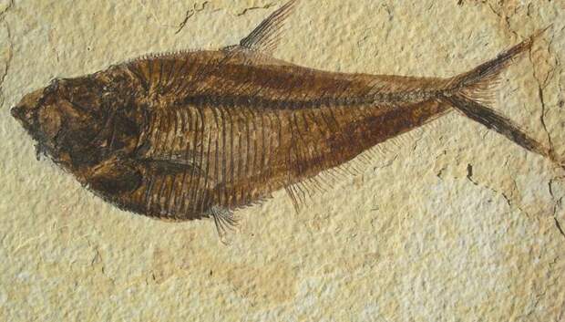 Pateroperca, Ливанская рыба миллионы лет, морские обитатели, окаменелости, факты