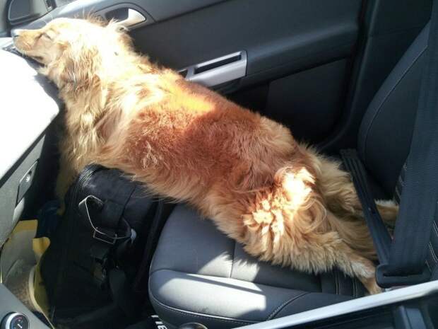 Длительная поездка в машине - отличная возможность подремать! животные, милота, собаки, сон