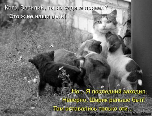 Котоматрицы(картинки с надписями)
