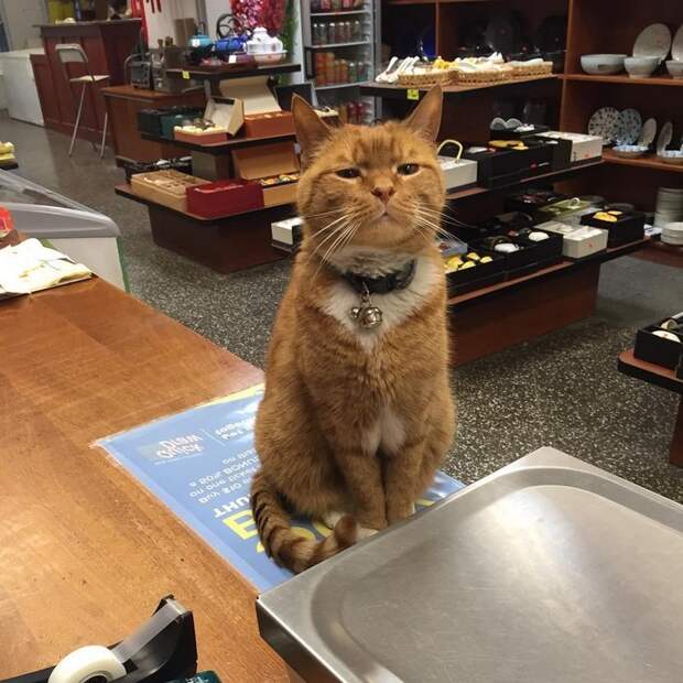 Все называют Бобо "Королем магазина" животные, кот, магазин, работа