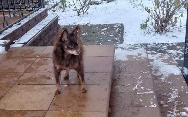 Рязанцы смогут взять собаку или кошку на выставке "Пойдем домой"