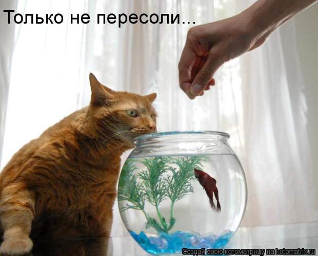 Котоматрица: Только не пересоли...