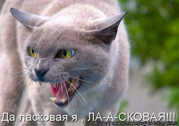 Котоматрицы(картинки с надписями)