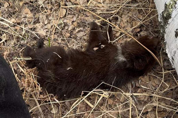 Волонтеры из Новосибирска не обиделись на критику чиновников за спасение медвежонка