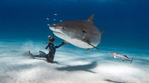 Красавица и чудовища: как смелая модель с Гавайев спасает белых акул