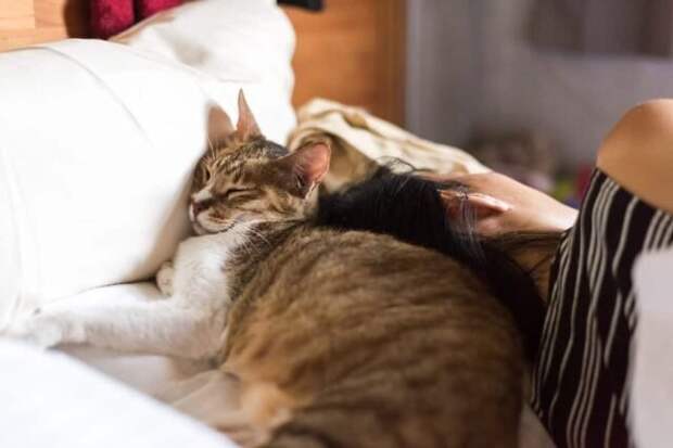 Если кот спит рядом с вами или на вас, он готов делать это даже в самой неудобной позе, лишь бы быть к вам ближе. © coleandmarmalade    