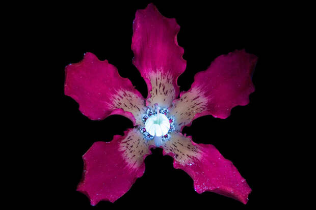 Glowing Flowers - Photographing flowers under ultraviolet light