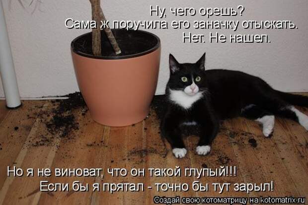 Лучшие котоматрицы недели (50 фото)