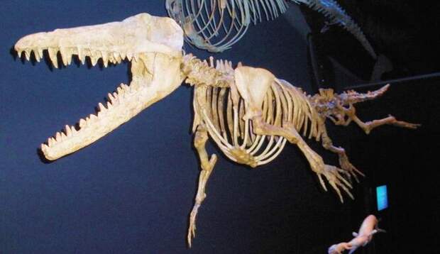 Ambulocetus natans Ambulocetus natans