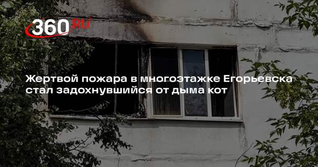 Жертвой пожара в многоэтажке Егорьевска стал задохнувшийся от дыма кот