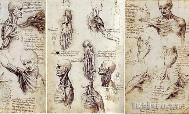 Леонардо создавал робота, изучая на трупах анатомию человеческого организма