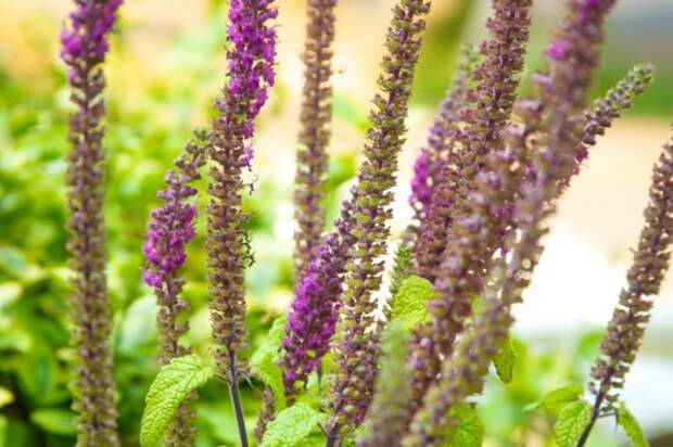 Дубровник гирканский (teucrium hircanicum)