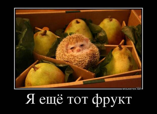 ДЕМОТИВАТОРЫ 13.09.2014