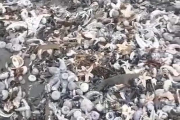 На Камчатке отравлено морское побережье