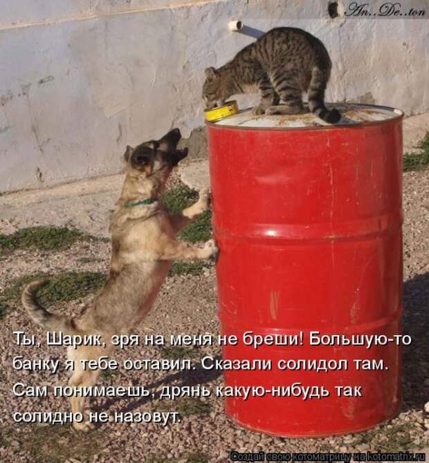 Лучшие котоматрицы недели (50 фото)