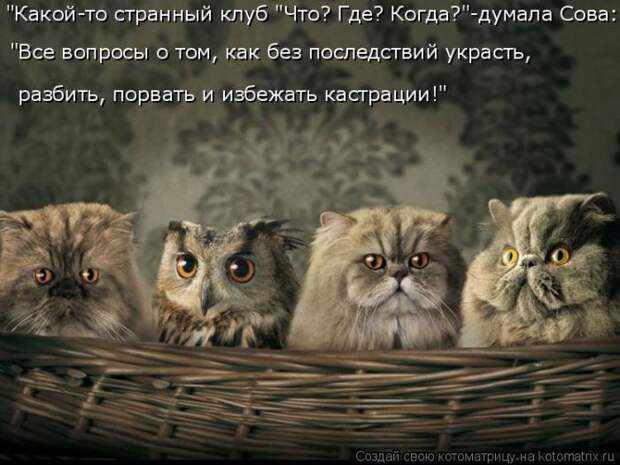 Лучшие котоматрицы недели (50 фото)