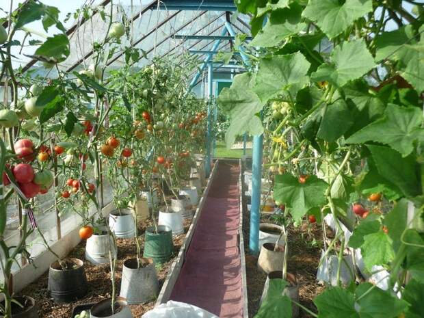 Выращивание ранних томатов в ведрах