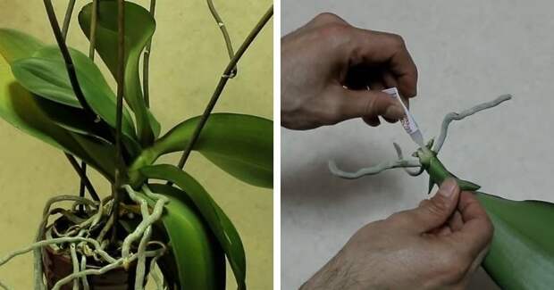 Смажьте срез на орхидее супер-клеем: простая идея, как из одной орхидеи сделать две и больше