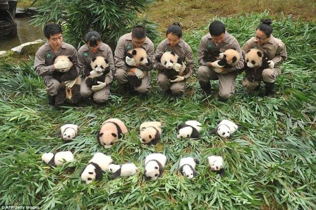 Рождение детенышей панды - это большое событие, их здесь оберегают и лелеют: дело в том, что самке панды трудно забеременеть по некоторым физиологическим причинам животные, зоопарк, мило, мимиметр, панда, панды, природа, фото