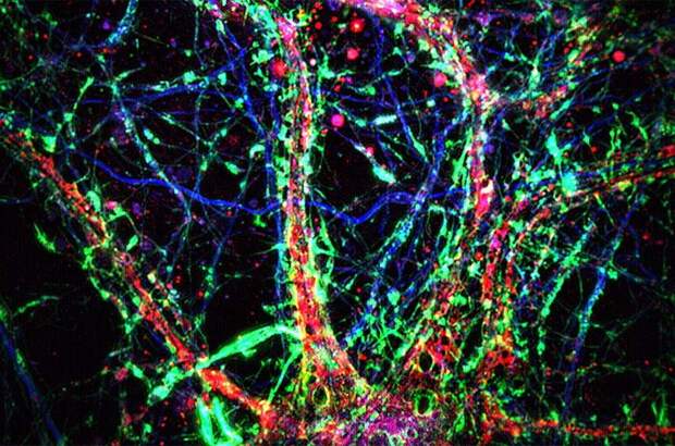 Чем занимались биологи в 2025 году
