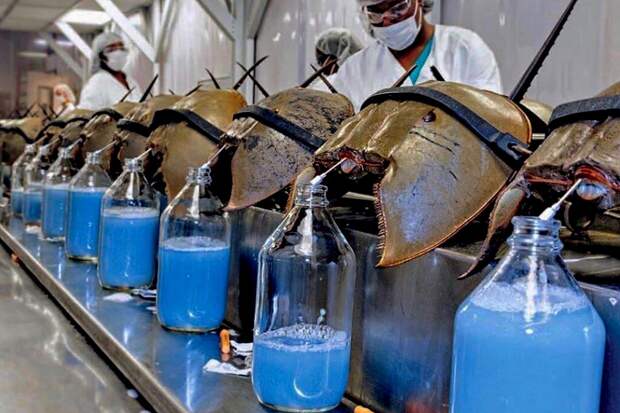 А это мечехвосты. Их голубая кровь очень ценится. Но не из-за цвета, а из-за полезных компонентов, которые используются в медицине.