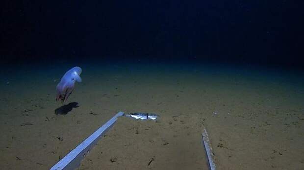 Биологи сфотографировали самого глубоководного осьминога в мире