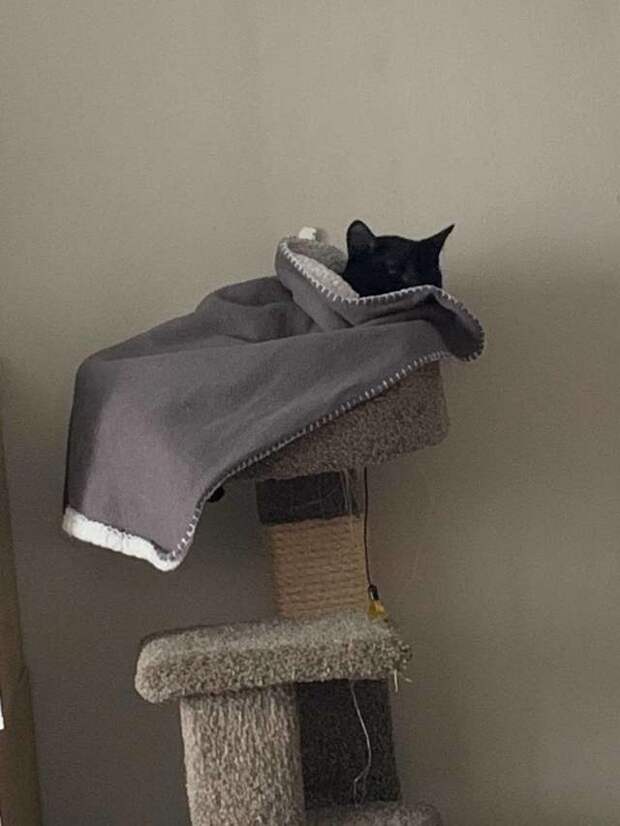 кот с одеялом