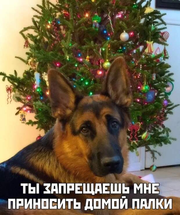 веселые картинки