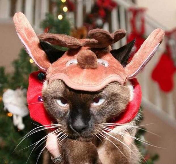 Кот в шапочке с оленьей мордочкой