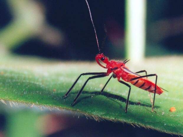 Фотография: 25 самых опасных насекомых на планете №15 - BigPicture.ru